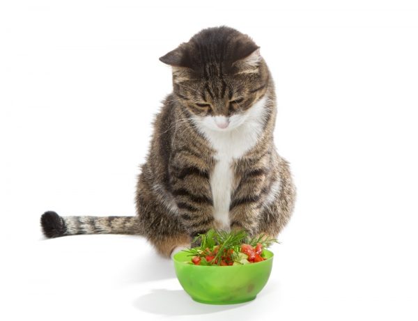 Сколько кошка может прожить без воды и еды
