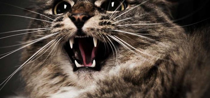 Почему котенок постоянно мяукает, а кошка орёт: причины, что делать