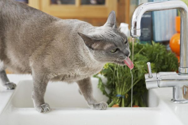 сколько дней живут кошки без воды