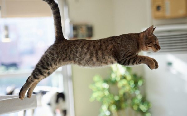 Кошка прыгает