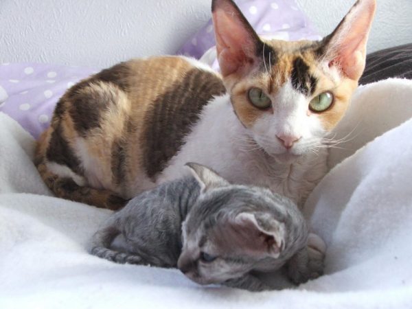 Кошка с котёнком