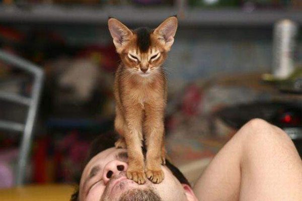 Кошка сидит на лице мужчины
