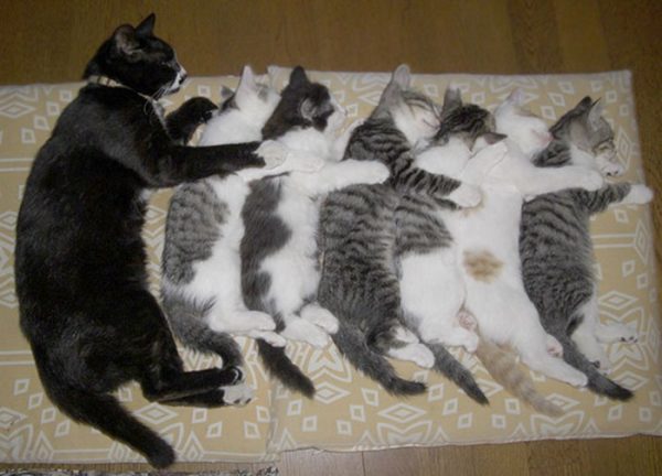 Кошка спит с котятами