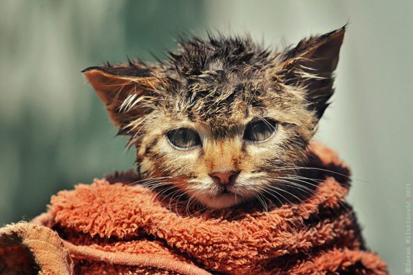 мокрая кошка в полотенце