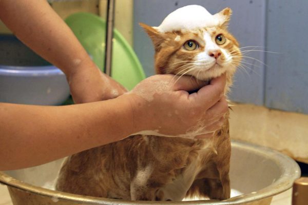 кошку моют шампунем в тазу