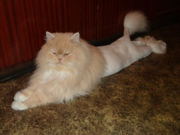 Постриженный как лев персидский кот лежит на полу