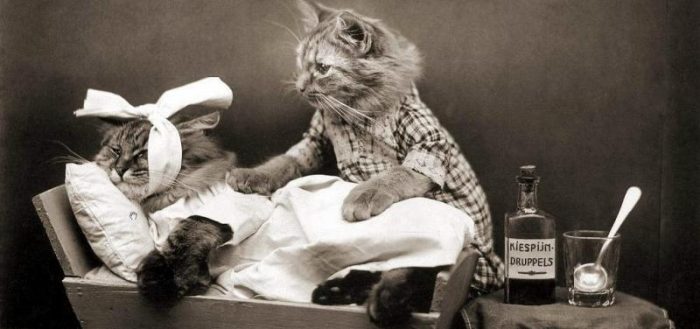 Капельница кошке в холку: как правильно провести процедуру и не навредить животному, используя катетер