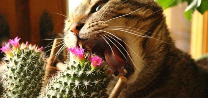 Кот, грызущий кактус