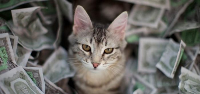 Кот и деньги