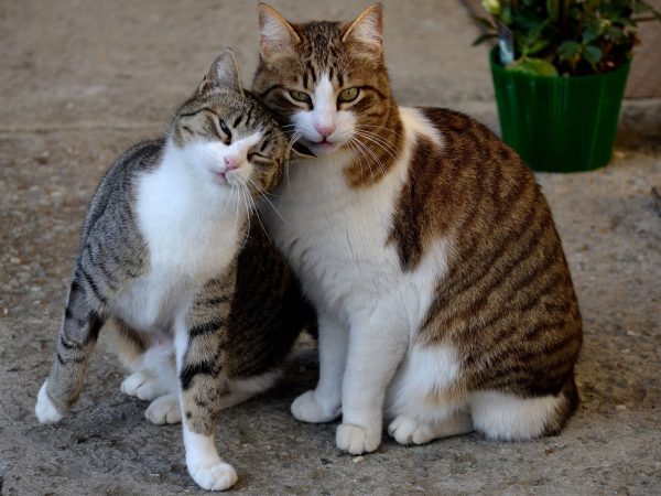 Кот и кошка