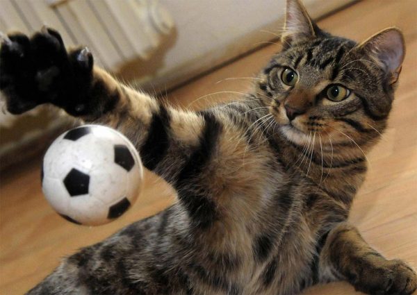 Кот играет с мячом