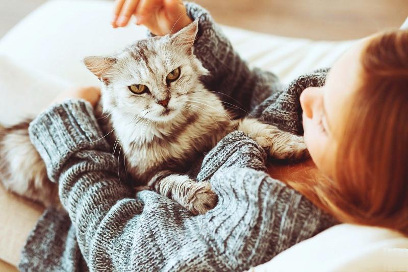 Аллергия на кошек: причины, симптомы, лечение