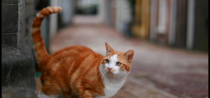 Как написать объявление о пропаже кошки, что делать если пропал котенок?