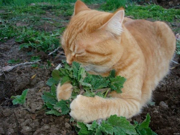 Кот нюхает зелёную травку