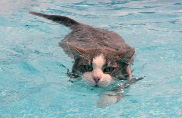 кот плывёт
