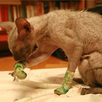 Кот после операции
