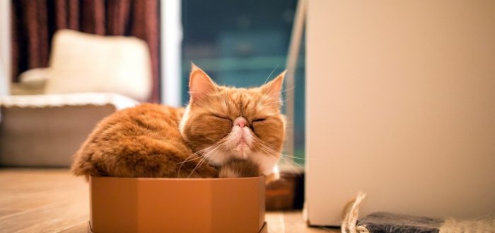 Почему коты и кошки любят коробки, в каких ещё местах им нравится прятаться