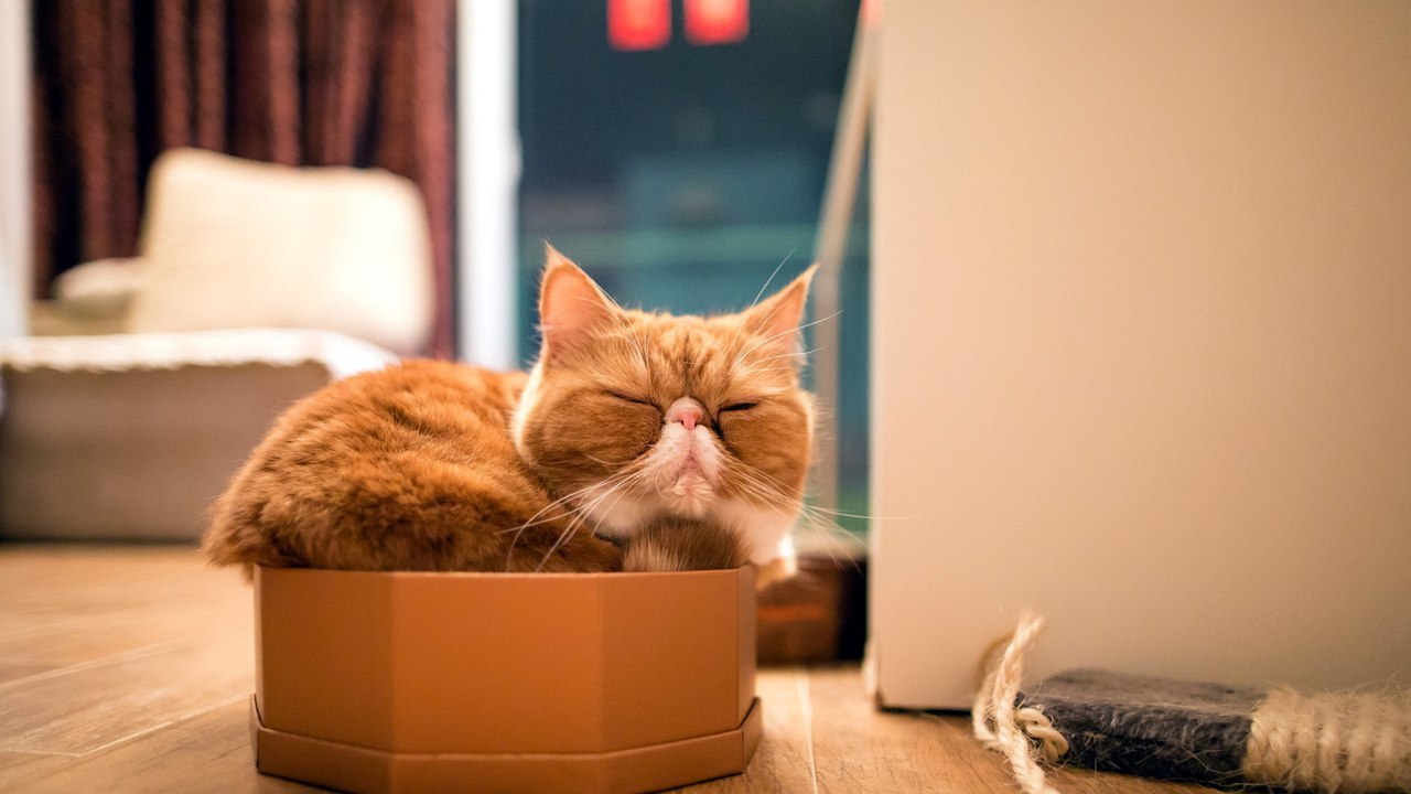 Кот в коробке — ещё одна кошачья загадка