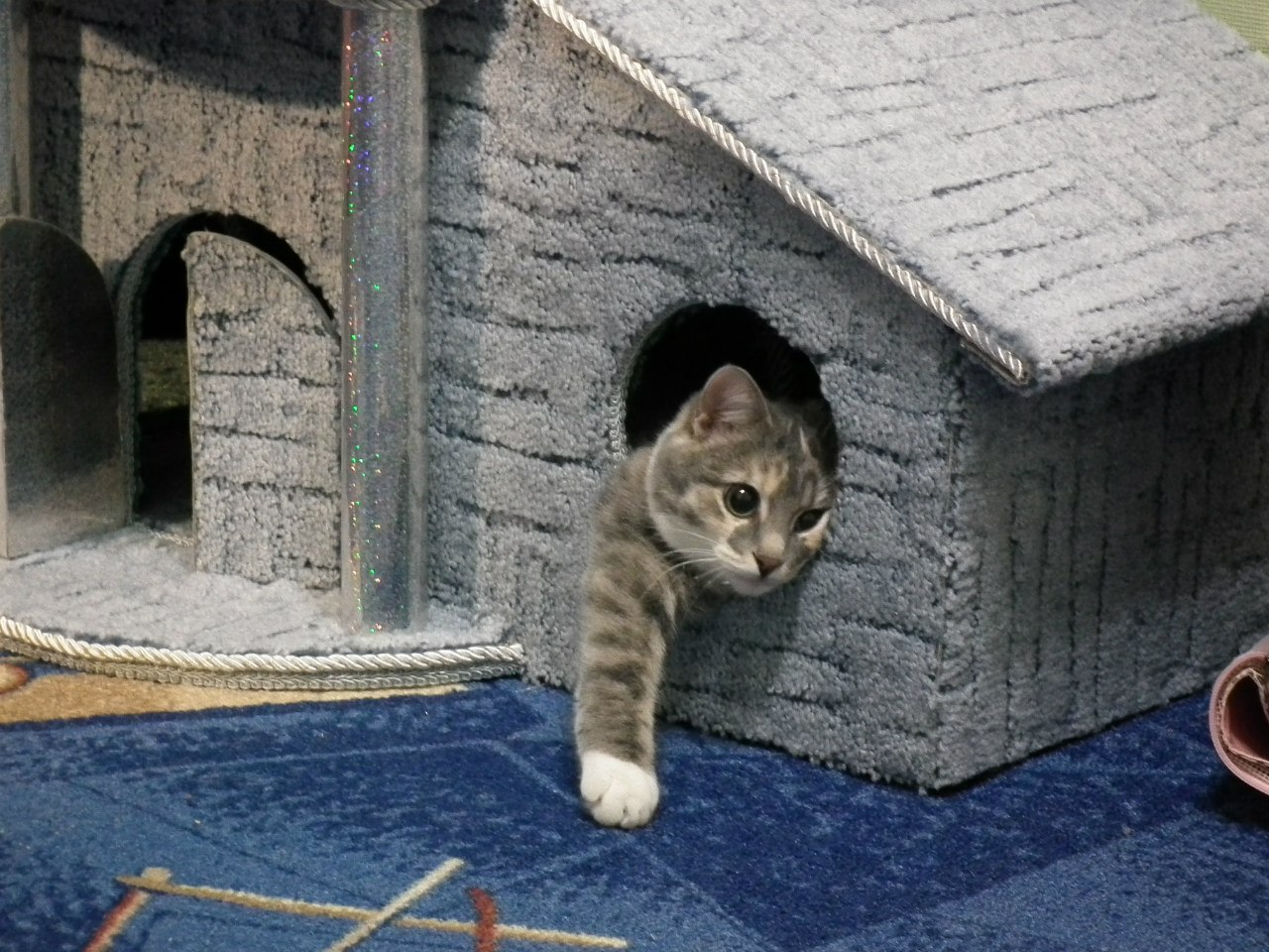 Запускаем кошку в дом. Кошкин дом домик котят. Домики для котиков. Коты в домике. Дом для котика.