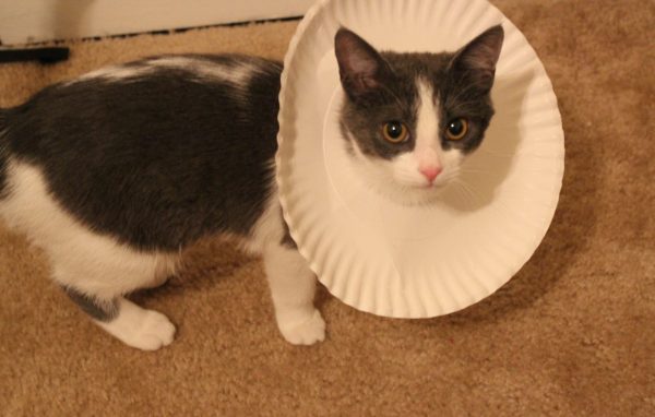 Кот в самодельном ветеринарном конусе