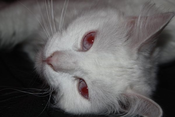 котёнок-альбинос