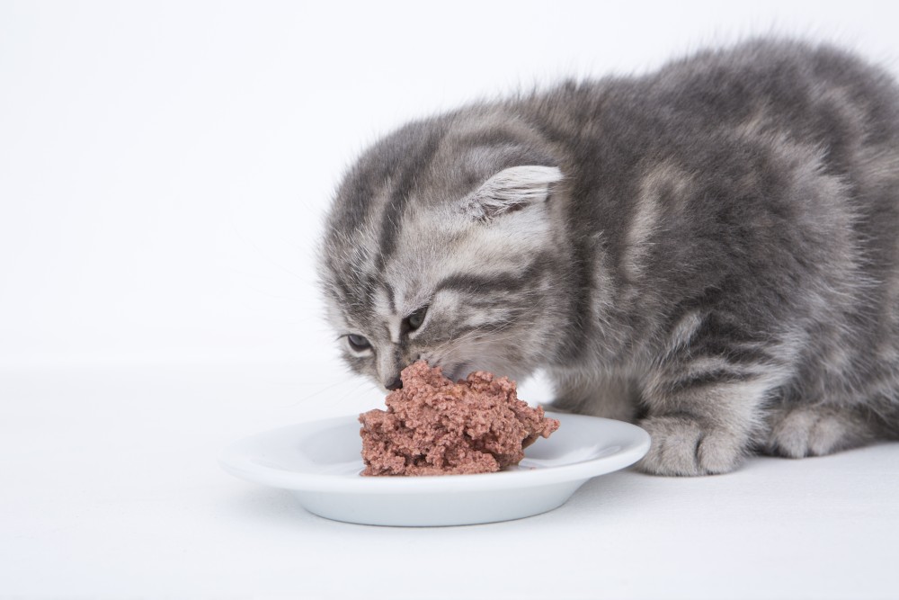 Можно кормить котят сухим кормом. Еда для котят. Котенок ест. Корм для котят. Шотландский котенок кушает.