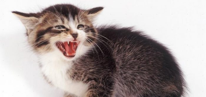 Сколько зубов у кошек и котов, как они устроены, как почистить, в том числе при помощи пасты, какие проблемы могут возникнуть