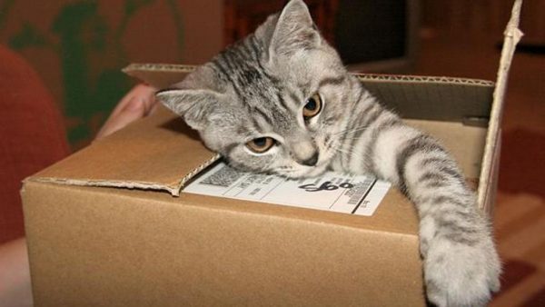 Котёнок в коробке