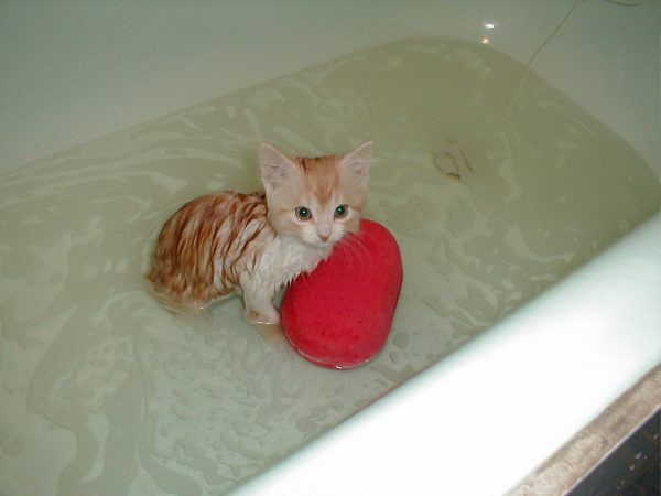 Котёнок в ванне с водой