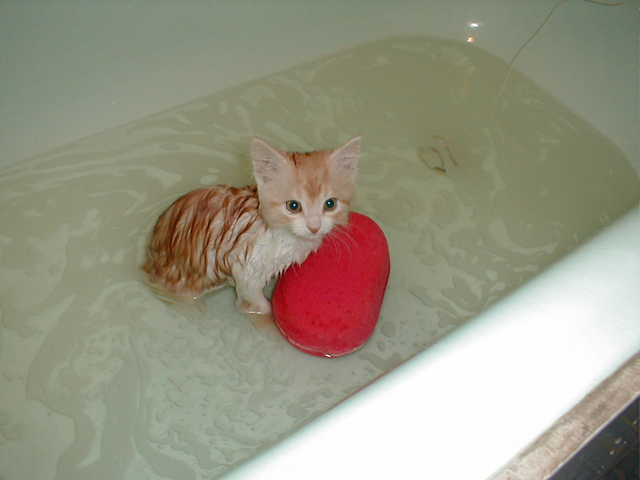 Купание котенка. Котенок купается. Котенок в ванной. Кот в ванне. Катик в ванной.