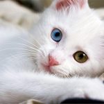 котёнок вана с глазами разного цвета