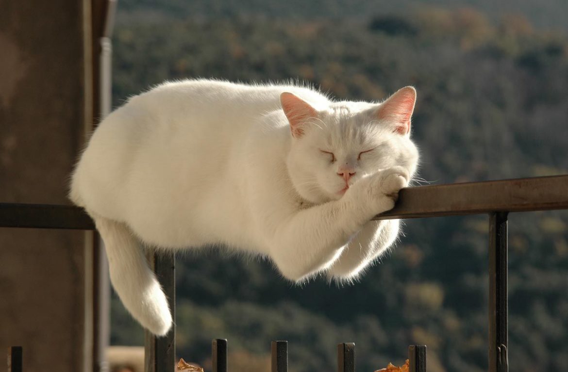 Лайфхаки для котиков: как сделать совместную жизнь легче и веселее