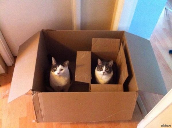 коты в коробке