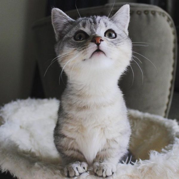Котёнок манчкина серый