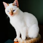 Бело-рыжая тайская кошка
