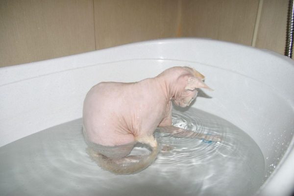 сфинкс сидит в ванне