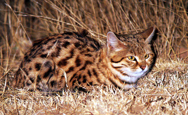 Малая пятнистая африканская кошка