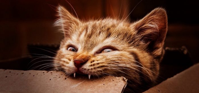 Смена зубов у кошек: когда выпадают молочные зубы?