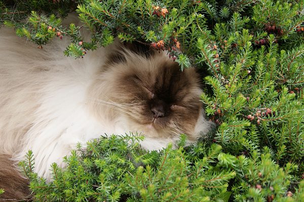 гималайская кошка спит в траве