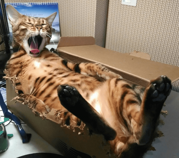 Кот лежит в коробке и зевает