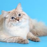 Невская кошка с окрасом крем-пойнт