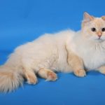 Невская кошка с окрасом ред-пойнт