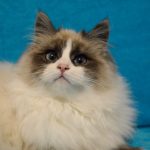 Невская кошка с окрасом сил-табби-уайт пойнт