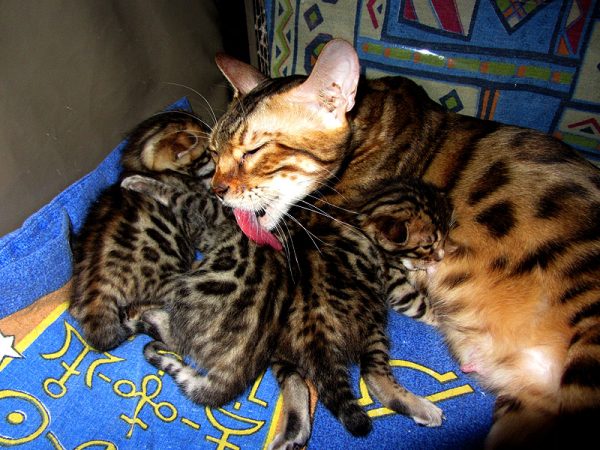 новорожденные бенгальские котята с кошкой