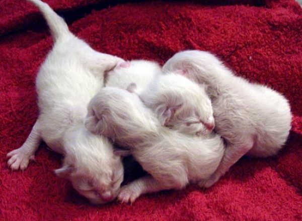 Новорождённые котята бирмы