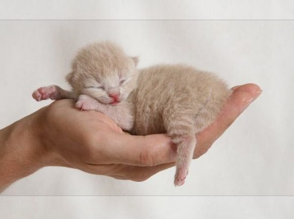 Новорождённый котенок на ладони