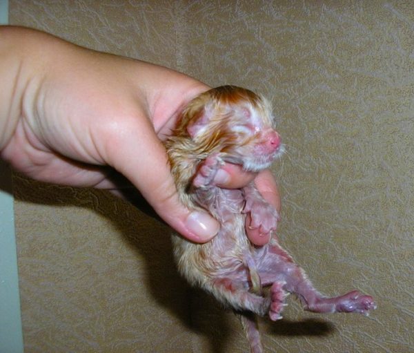 Новорожденный котёнок в человеческой руке