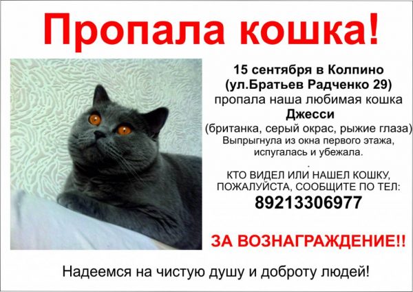 объявление о пропаже кошки