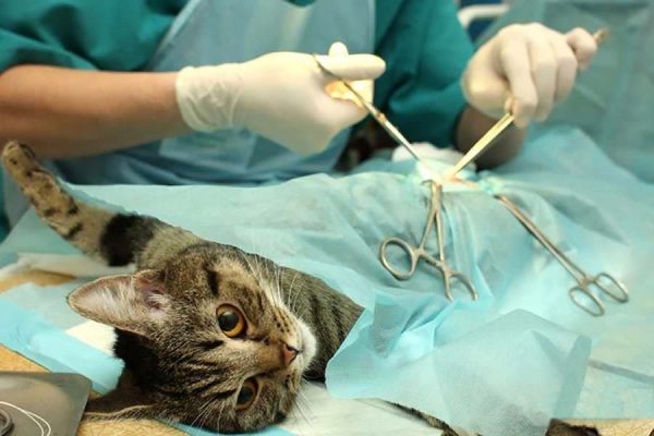 Операция по кастрации кошки