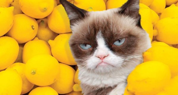 Недовольная кошка на фоне лимонов